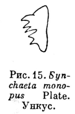 Synchaeta monopus