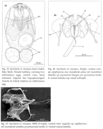 Synchaeta monopus