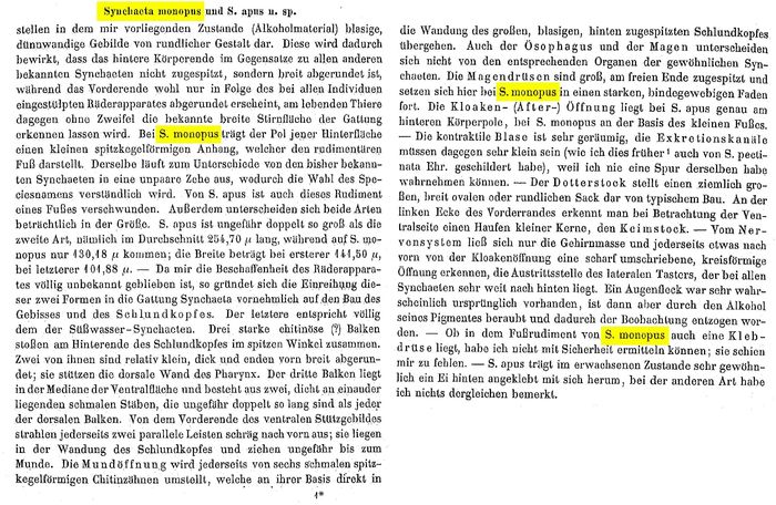 Synchaeta monopus - Original description image