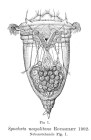 Synchaeta neapolitana