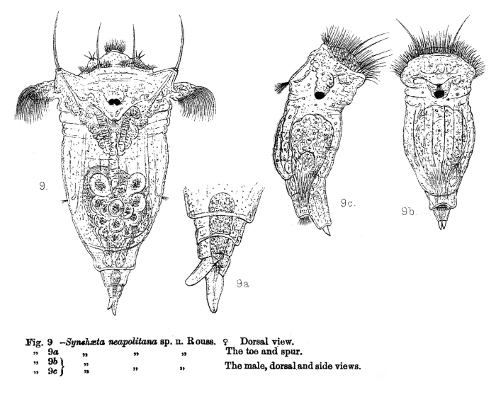 Synchaeta neapolitana - Original description image