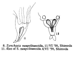 Synchaeta neapolitanoides - Original description image