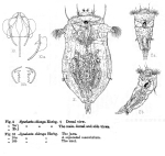 Synchaeta oblonga