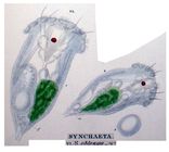 Synchaeta oblonga