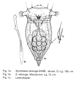 Synchaeta oblonga