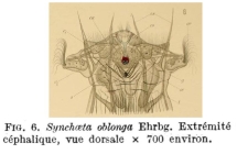 Synchaeta oblonga