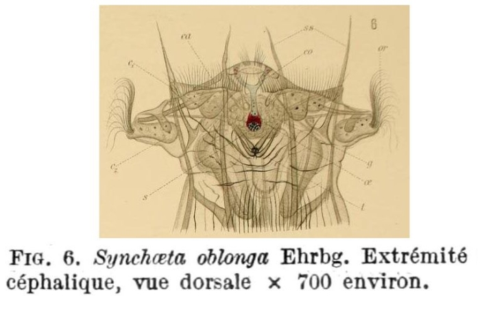 Synchaeta oblonga Synchaeta oblonga