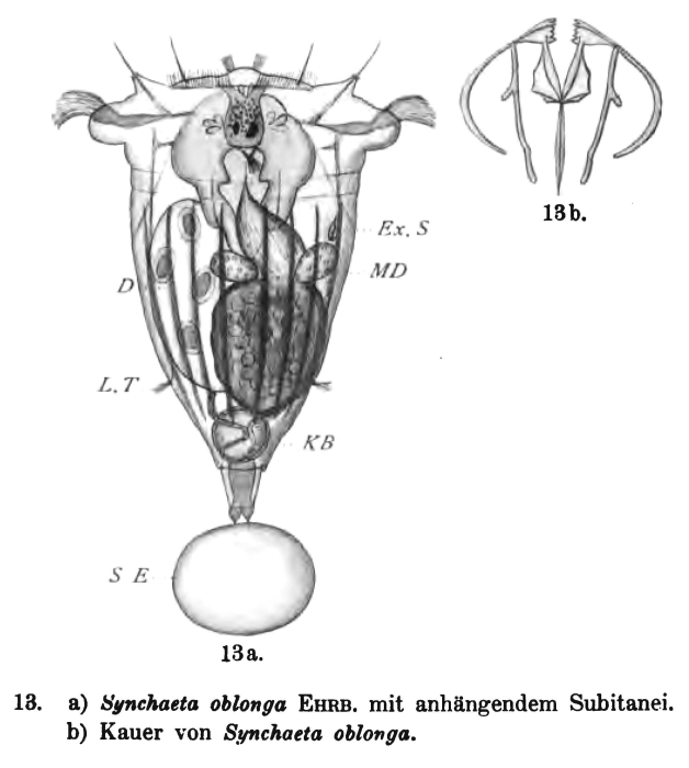 Synchaeta oblonga Synchaeta oblonga