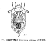 Synchaeta oblonga