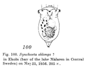 Synchaeta oblonga