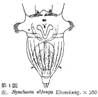 Synchaeta oblonga