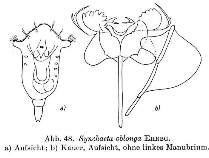 Synchaeta oblonga