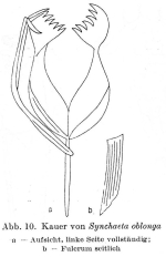 Synchaeta oblonga