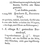 Synchaeta oblonga - Original description image