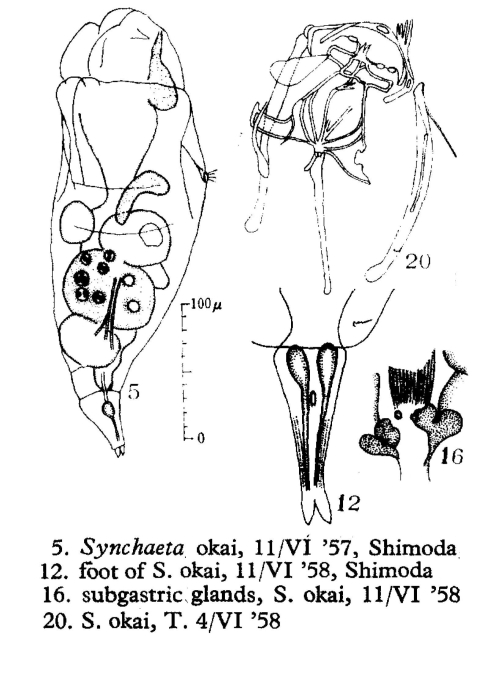 Synchaeta okai - Original description image