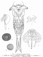 Synchaeta pachypoda