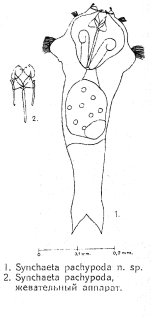 Synchaeta pachypoda
