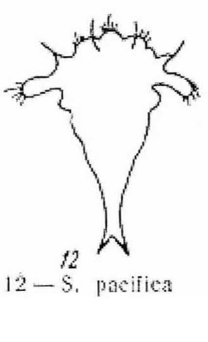 Synchaeta pacifica - Original description image