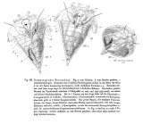 Synchaeta pectinata