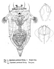 Synchaeta pectinata
