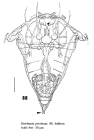 Synchaeta pectinata