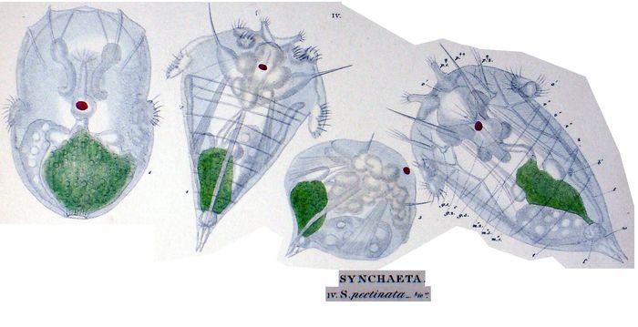 Synchaeta pectinata Synchaeta pectinata