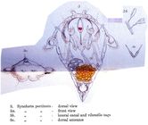 Synchaeta pectinata