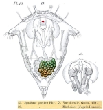 Synchaeta pectinata