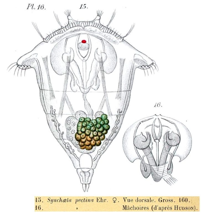 Synchaeta pectinata Synchaeta pectinata