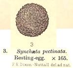 Synchaeta pectinata