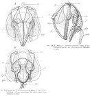 Synchaeta pectinata