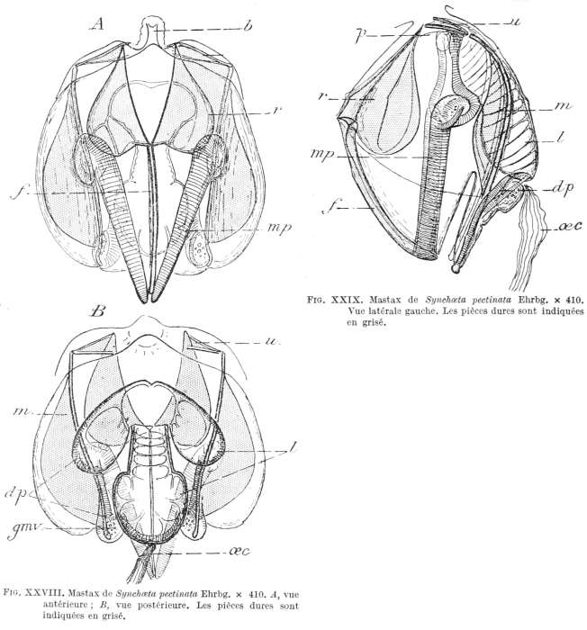 Synchaeta pectinata Synchaeta pectinata