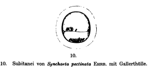 Synchaeta pectinata
