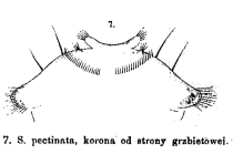 Synchaeta pectinata