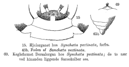 Synchaeta pectinata