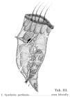 Synchaeta pectinata