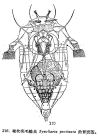 Synchaeta pectinata