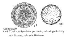 Synchaeta pectinata
