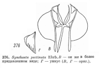 Synchaeta pectinata