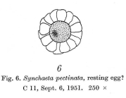 Synchaeta pectinata