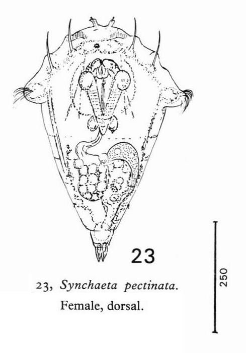 Synchaeta pectinata Synchaeta pectinata