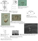 Synchaeta pectinata