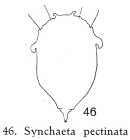 Synchaeta pectinata