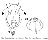 Synchaeta pectinata