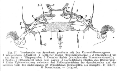 Synchaeta pectinata