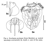 Synchaeta pectinata