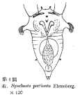 Synchaeta pectinata