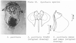 Synchaeta pectinata