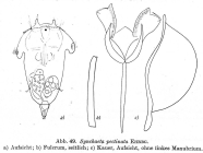 Synchaeta pectinata