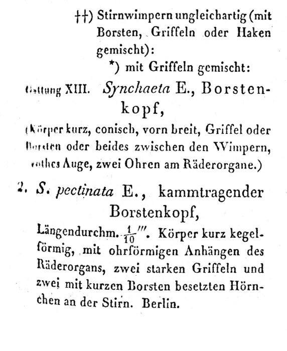 Synchaeta pectinata - Original description image
